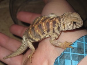 Uromastyx ornata