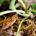 Partial Pinstripe Crested Gecko