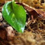 Partial Pinstripe Crested Gecko
