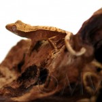 Tricolor Crested Gecko Baby