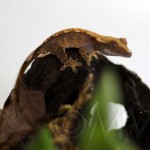 Tricolor Crested Gecko Baby