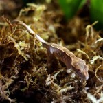 Partial Pinstripe Crested Gecko
