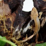 Pinstripe Tricolor Crested Gecko