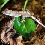 Tricolor Crested Gecko Baby