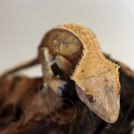 Pinstripe Crested Gecko