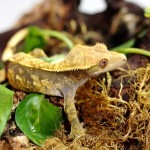 Tricolor Crested Gecko Female