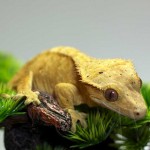 Yellow Tiger Crested Gecko Female