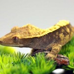 Lavender Harlequin Crested Gecko