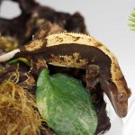Dark Partial Pinstripe Crested Gecko