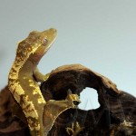 Female Crested Gecko Flame Morph