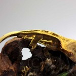 Full Pinstripe Crested Gecko Male