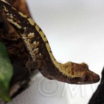 Tricolor Crested Gecko Breeder Female