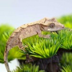 Yellow Flame Crested Gecko