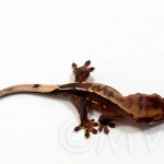 Pinstripe Gecko Hatchling