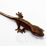 Pinstripe Crested Gecko Baby