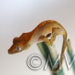 MVR-CG-11-001