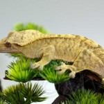 Yellow Tiger