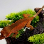 Fry, red bicolor