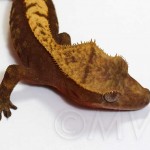 Brownish-red Flame