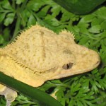 Wide Head, Good Crests on a Crested Gecko