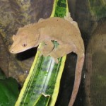 Buckskin Crested Gecko