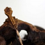 Juvenile Partial Pinstripe