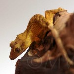 Juvenile Yellow/Orange Tiger