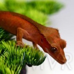 Sub-adult Male Red Bi-Color, born 2009
