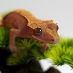 Sub-adult Female Pink Flame, born ~ 2009