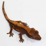 Juvenile Flame