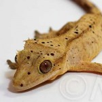 IMG_7562