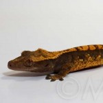 Sub-adult Male Dark Harlequin, born 2009