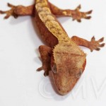 Sub-adult Female Red Flame, born 2009