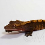 Sub-adult Male Flame, born 2009
