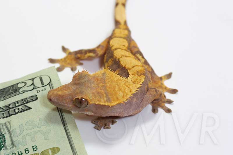 Crested Gecko Morph Chart