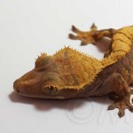 IMG_8019