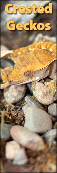 Buy Crested Geckos Available Crested Geckos from moonvalleyreptiles.com