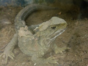 Tuatara punctatus